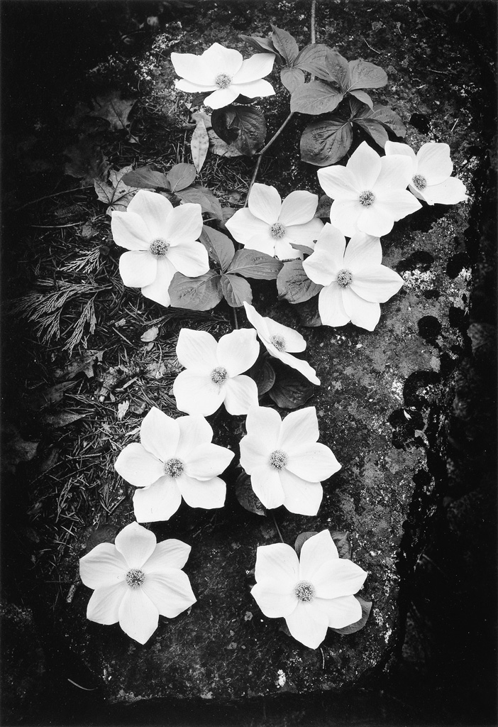 ANSEL ADAMS (1902-1984) Dogwood Blossoms.